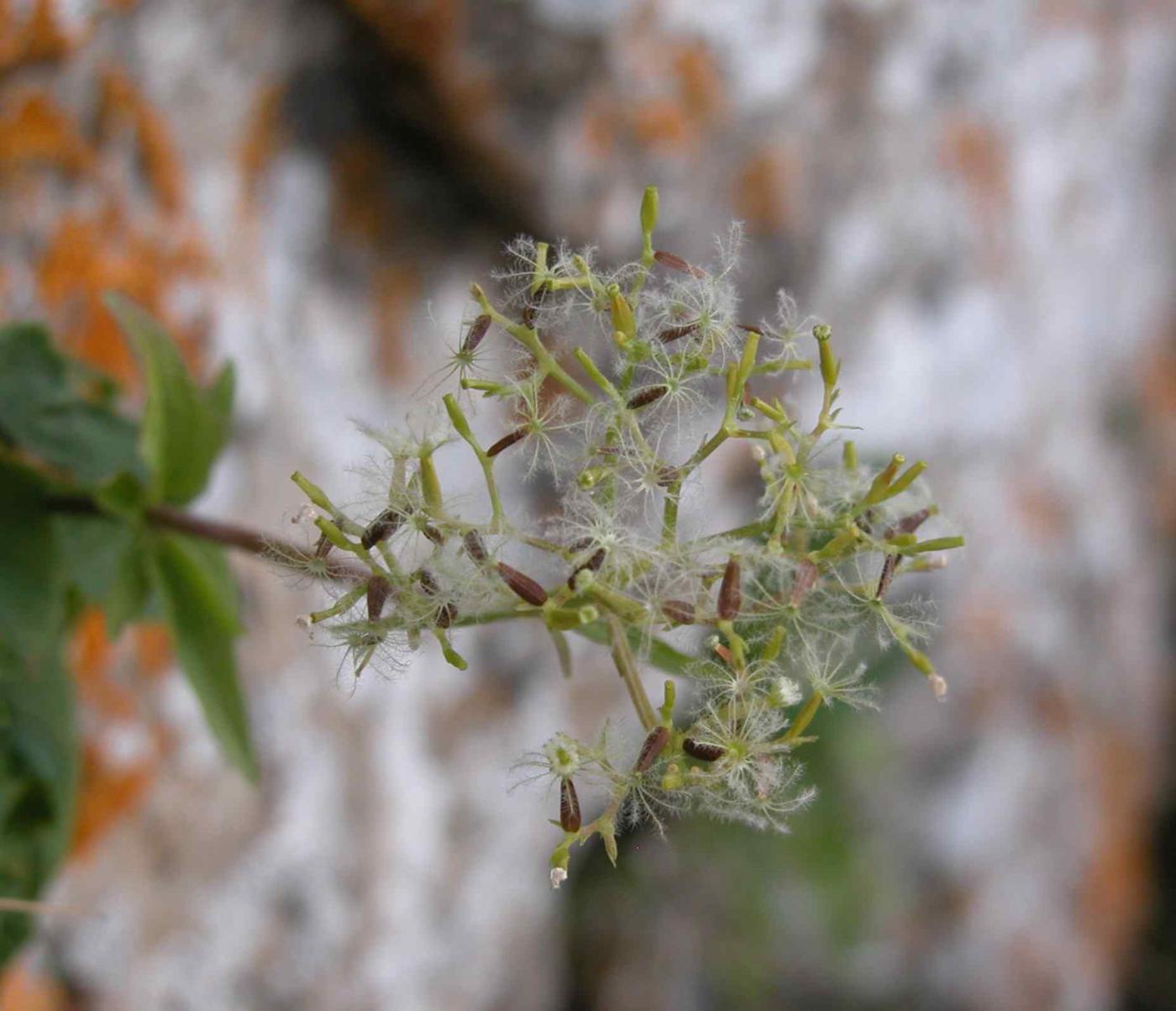 Valerian, Three-leaved fruit